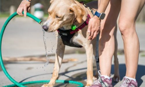 A Labrador retriever enjoys fresh water from a garden hose on a sunny day.